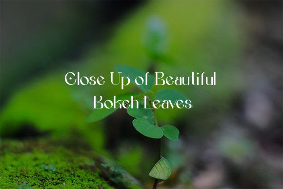 Download Close Up of Beautiful Bokeh Leaves - Leaves Collection
